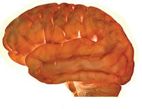 brain