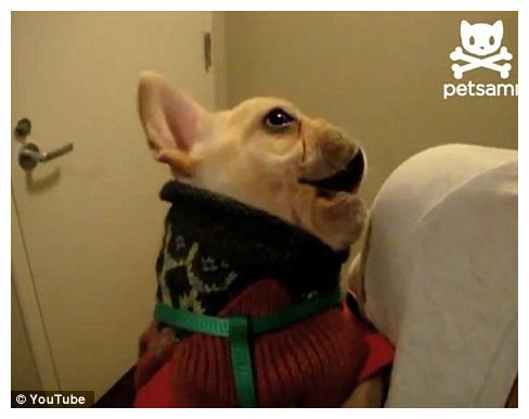 Talking Puppy