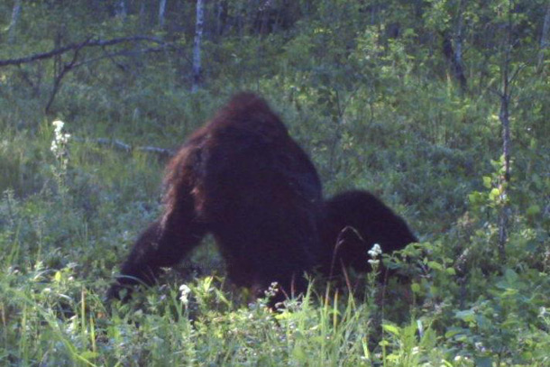Bigfoot?