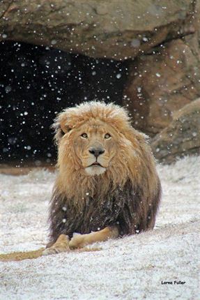 Snow in JoBurg