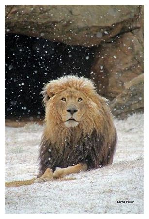 Click to enlarge Snow in JoBurg