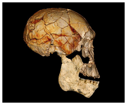 Click to enlarge Skull