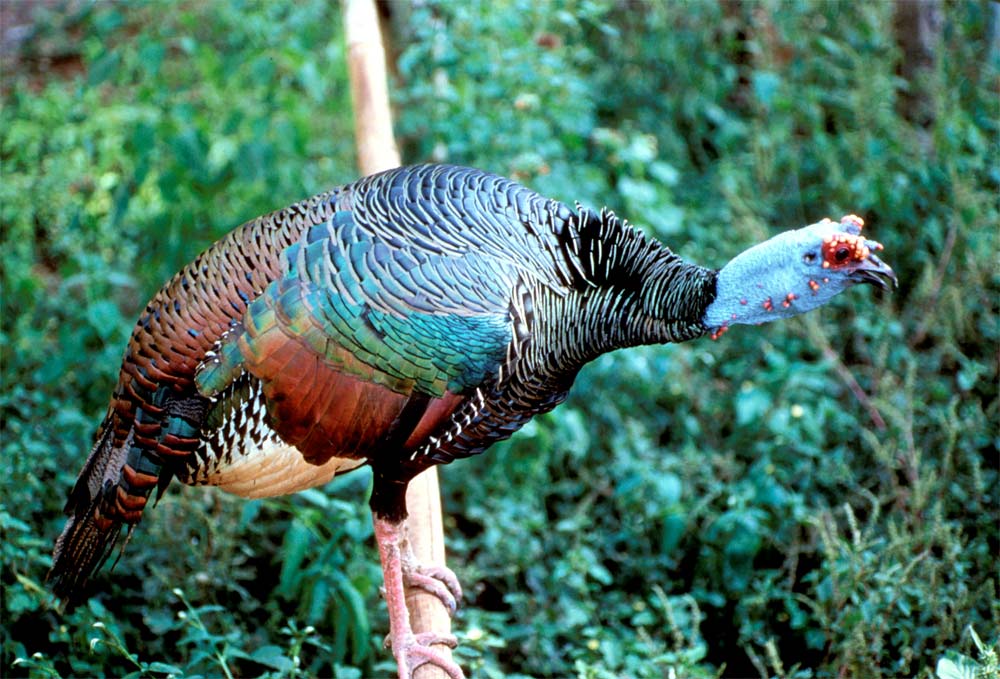 Turkey