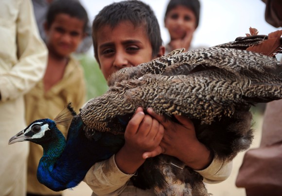 Pakistani Peacock