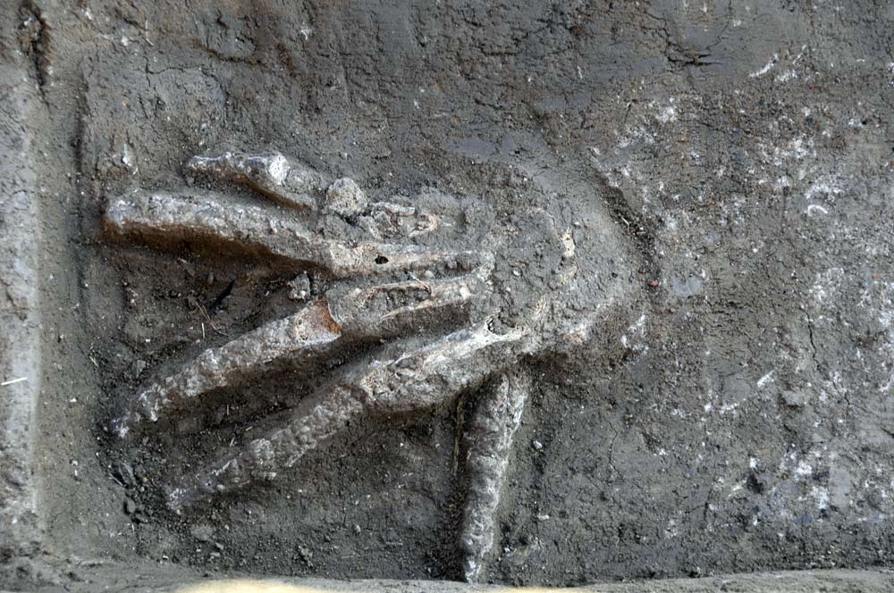 Severed Hand