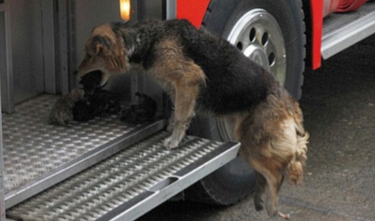 Mother dog saving puppies II