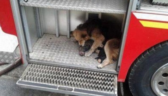 Mother dog saving puppies III