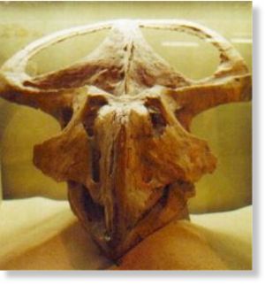 Ceratopsian dinosaur skull