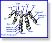 Click to enlarge Protoceratops foot