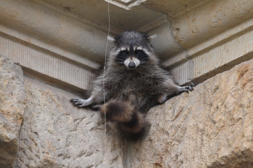 Click to enlarge Raccoon Invasion_1