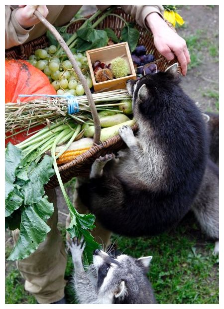 Raccoon Invasion_2
