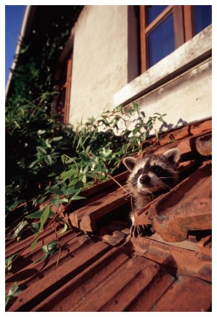 Raccoon Invasion_3