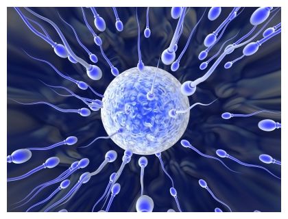 Sperm and Egg