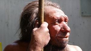 Neanderthals vs homo sapiens sapiens