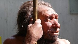 Click to enlarge Neanderthals vs homo sapiens sapiens