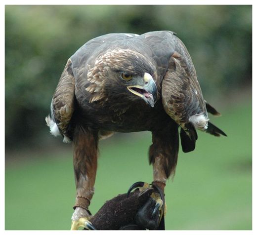 Click to enlarge Golden Eagle