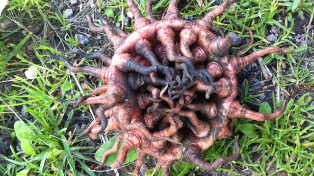 What is it?_1