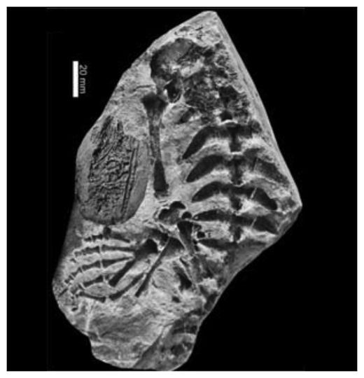 Click to enlarge Dino Fossil
