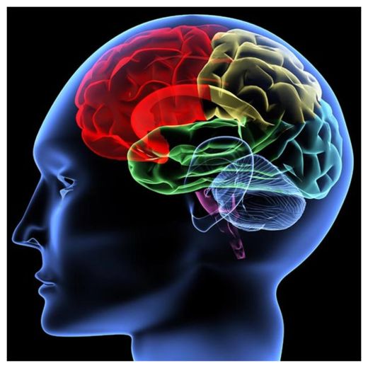 Brain