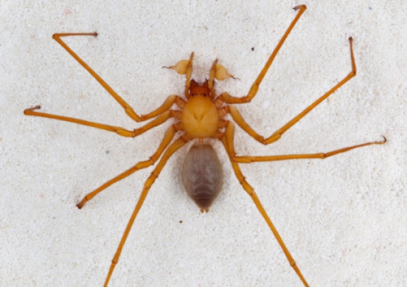 'cave robber' spider