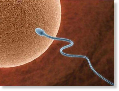 sperm