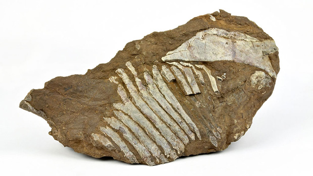 Dog finds fossile