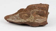 Dog finds fossil 2