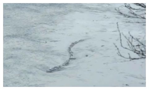 Lake Monster