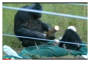 Bonobo