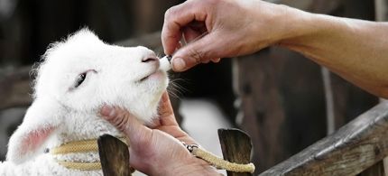 antibiotics/lamb