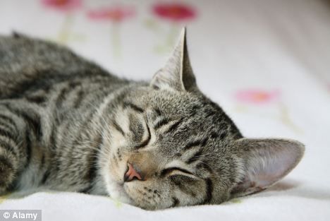 Click to enlarge Cat