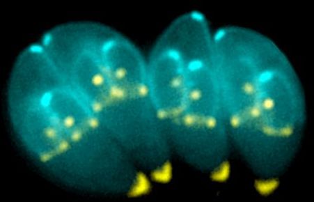 Toxoplasma gondii