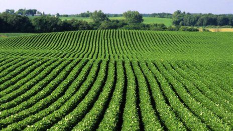 Soybean crop