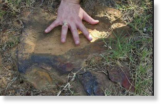 Dinosaur footprint