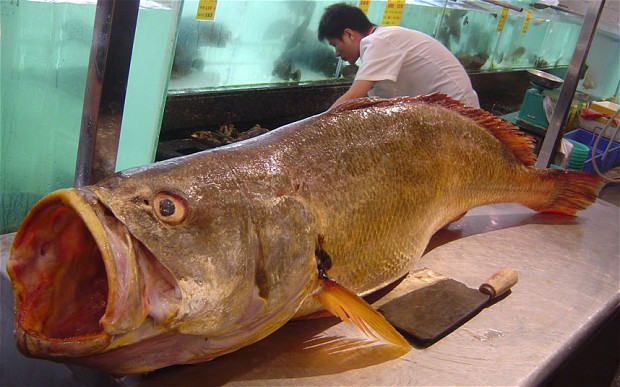 Click to enlarge Bahaba Fish
