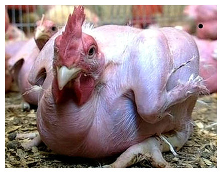 Click to enlarge Featherless Chicken