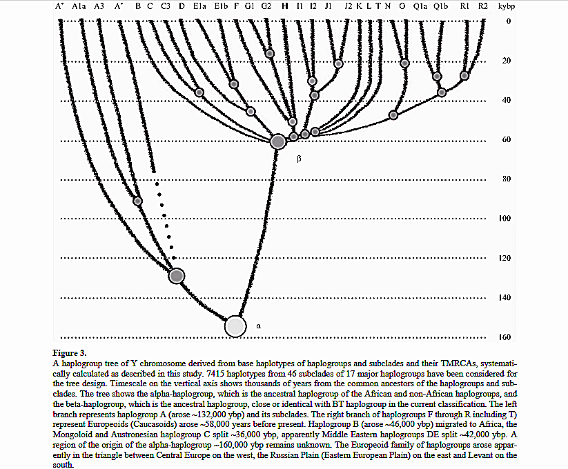 Human Family Tree