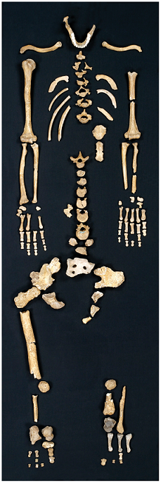 Skeleton