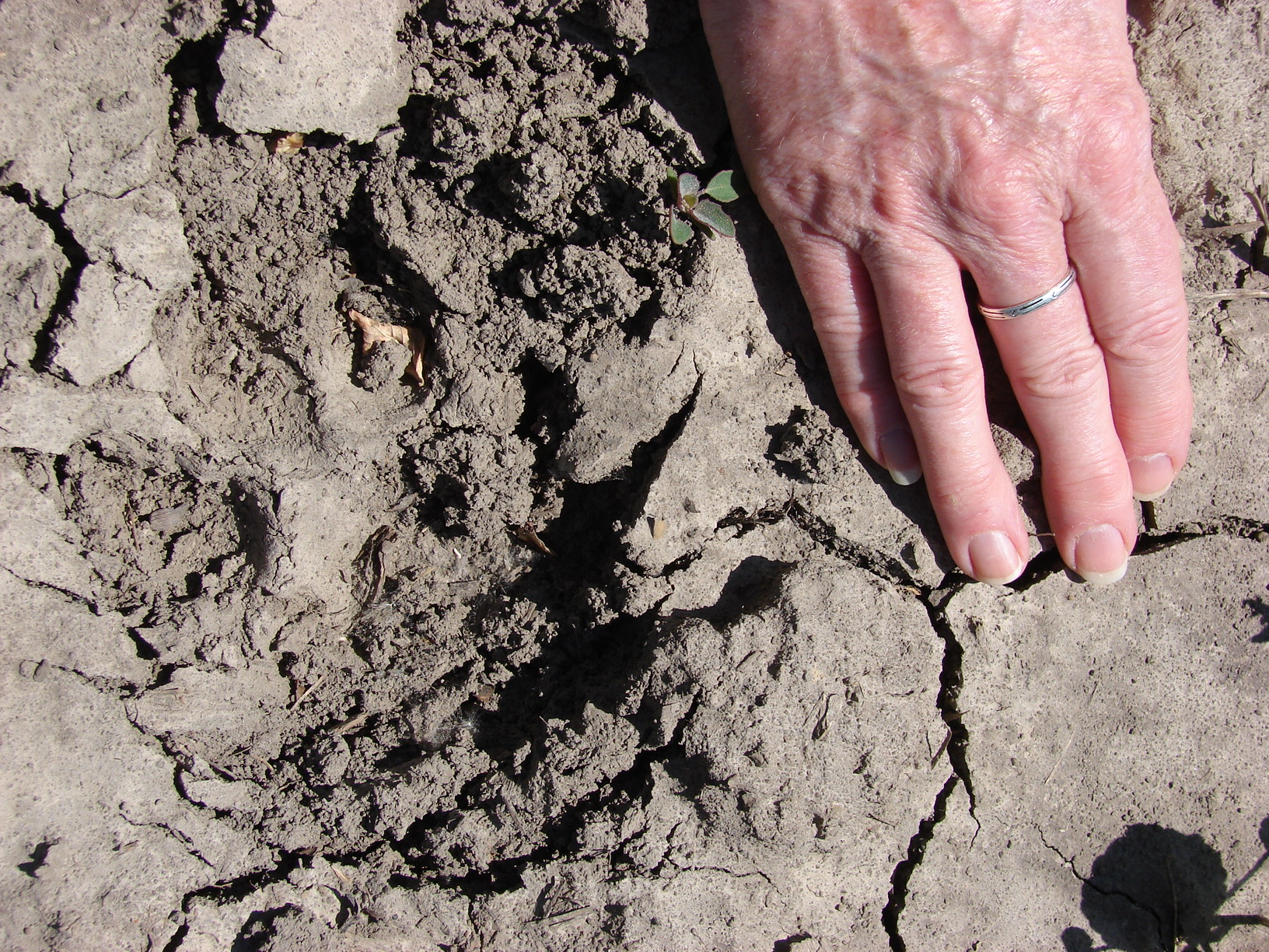 Dogman track