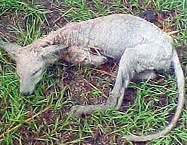 Chupacabra_1