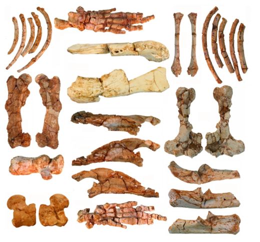 Click to enlarge Ernanodon Bones