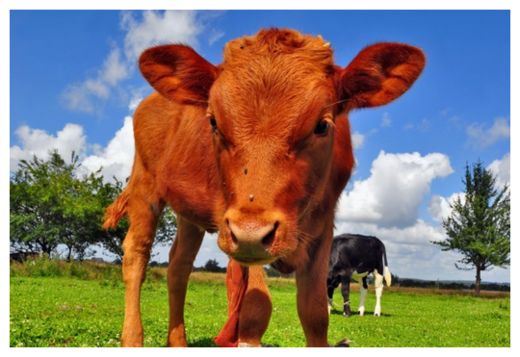 GMO Cows