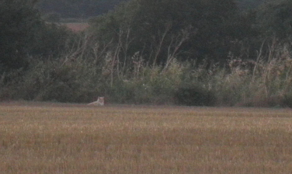 Essex lion