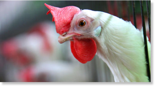 chicken