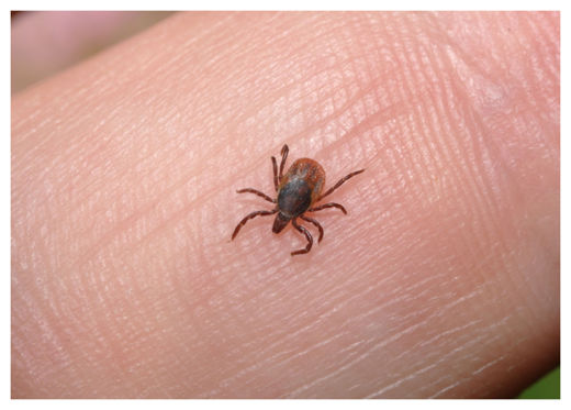 Tick