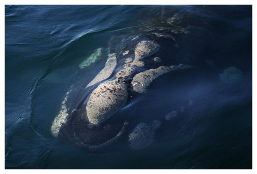 Whale