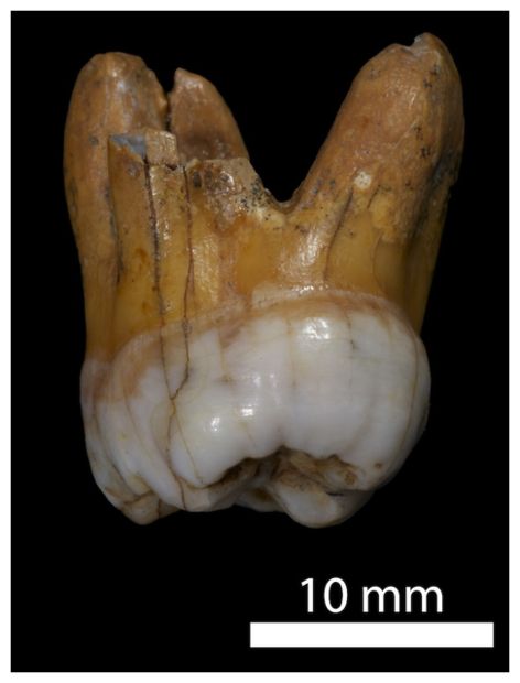 Click to enlarge Denisovan Molar