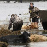 People rescue cows from floodwaters after Isaac