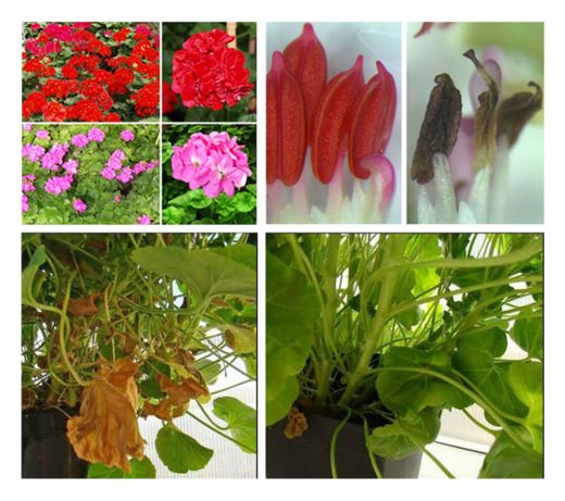 Geraniums 