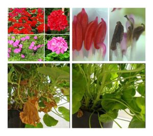 Click to enlarge Geraniums